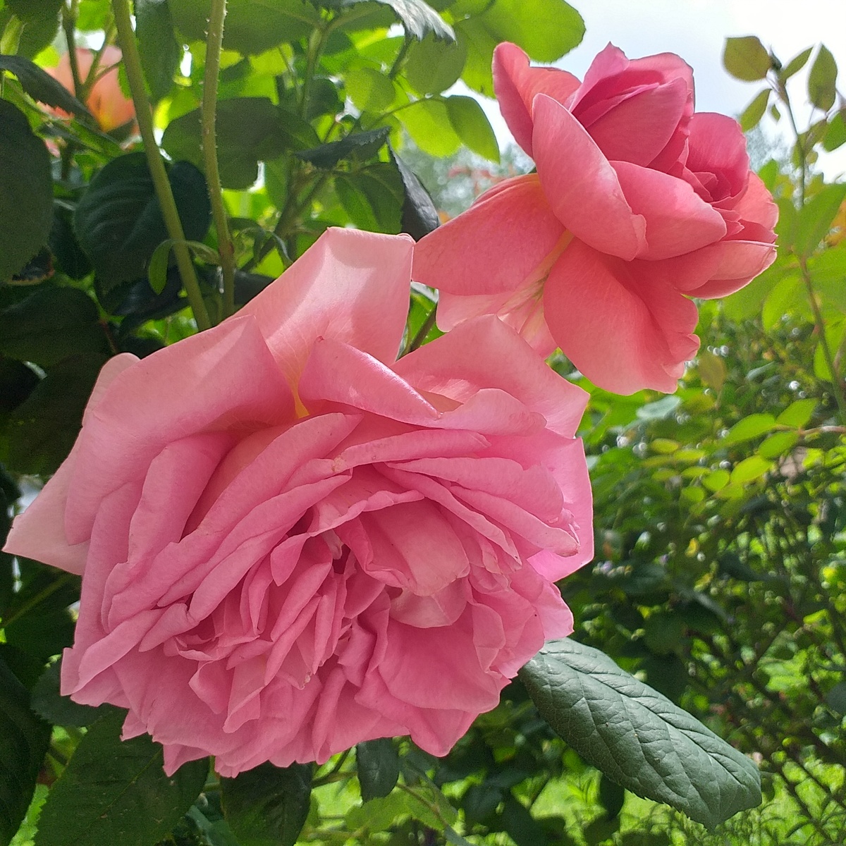 Индевор, фото автора