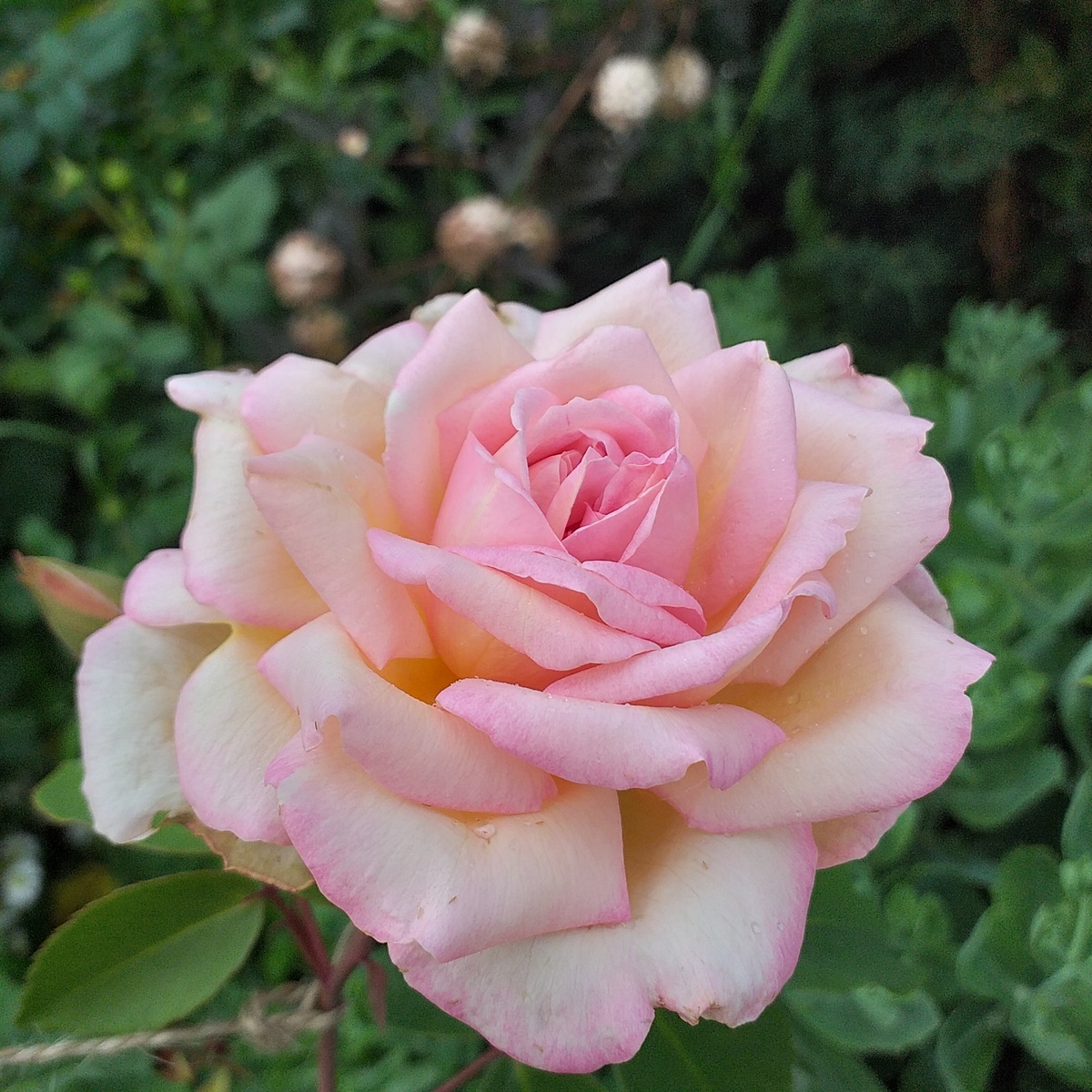 Графиня Воронцова, фото автора