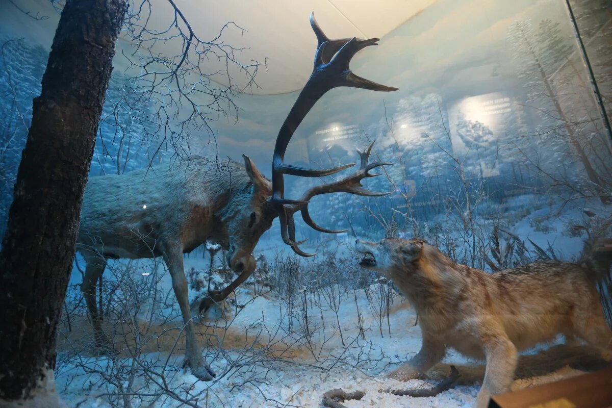    Музей Воронежского биосферного заповедника.