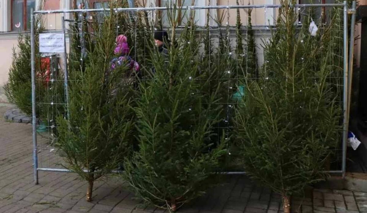     Елки. Источник: kp.ru Автор фото: Полина Шандрак