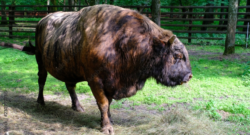 Жубронь: Эксперимент советских учёных по созданию нового вида домашних животных