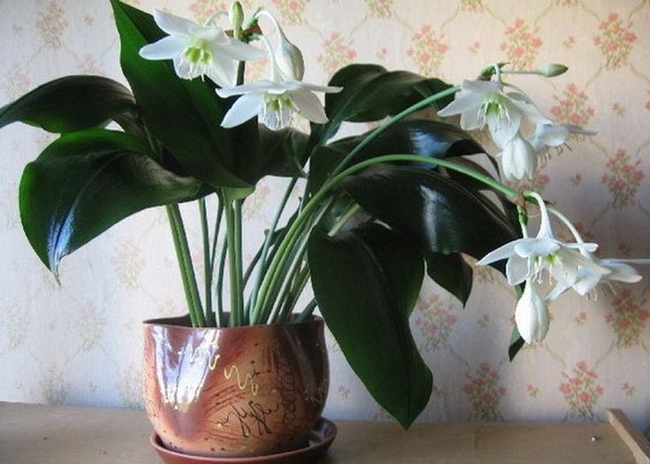 Цветок эухарис, фото отсюда https://in.pinterest.com/pin/275141858471160055/ 