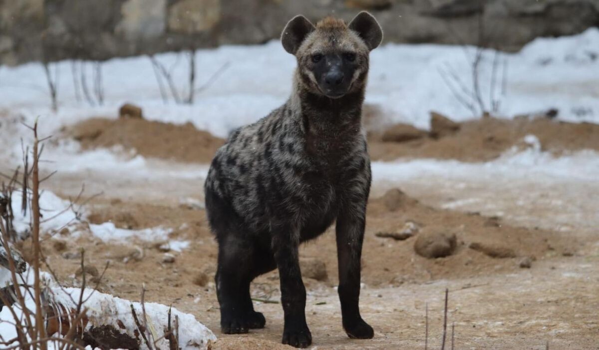     Пятнистая гиена. Источник: t.me/svetlanaakulova1 Автор фото: Сотрудники отдела «Хищные животные»