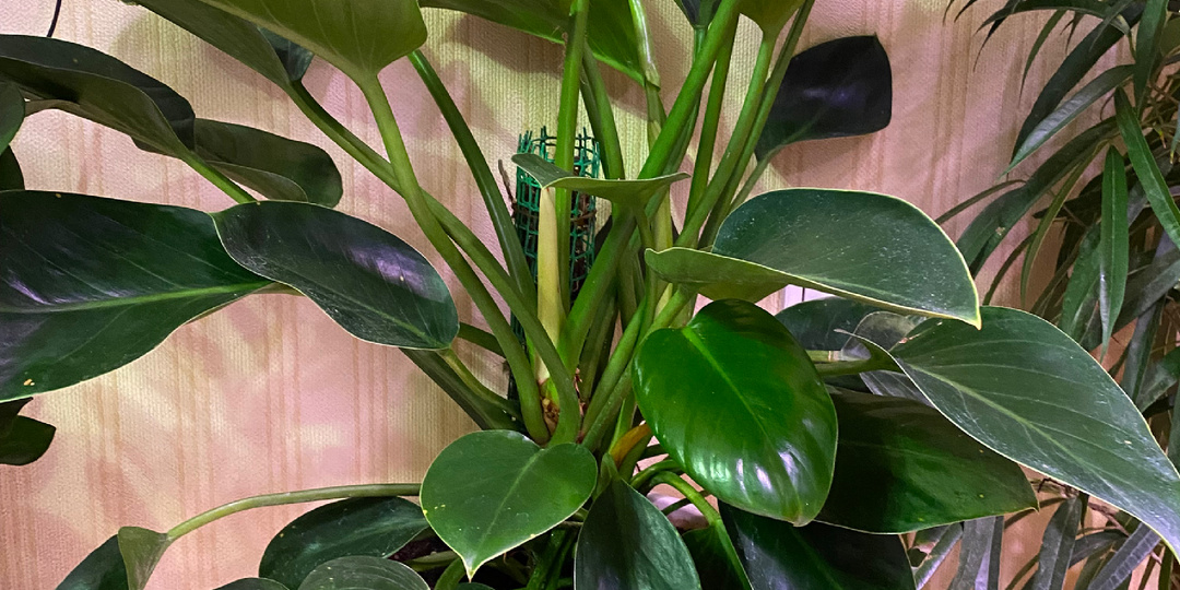 Ода филодендрону