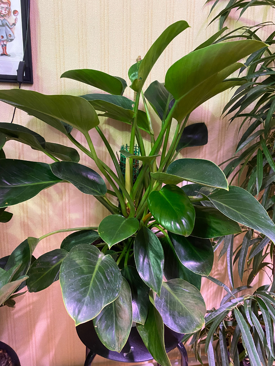 Покупался как Биркин, но в кого из предков ушел генетикой, не понятно)))