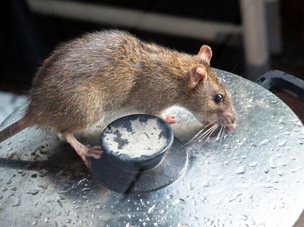    © Getty Images / picture alliance