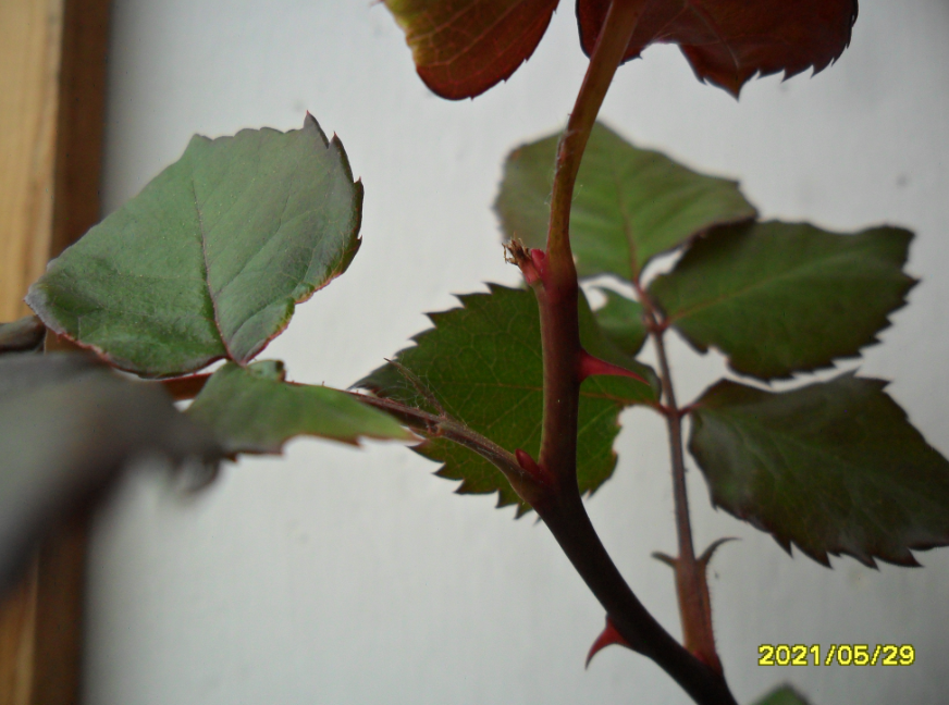 Слепой побег