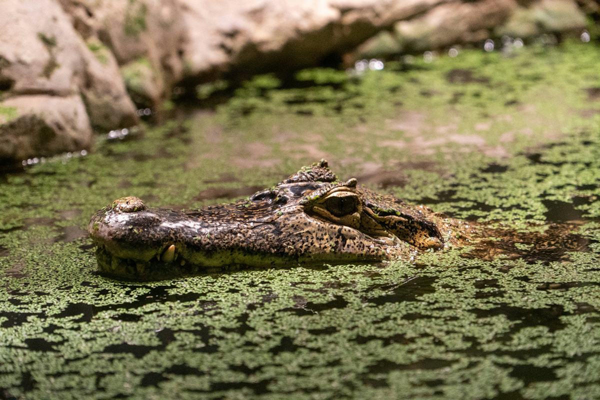 Картинка с бесплатного фотостока https://unsplash.com, автор Henry Mao