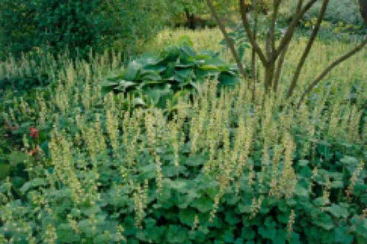 Теллима крупноцветковая, фото из интернета