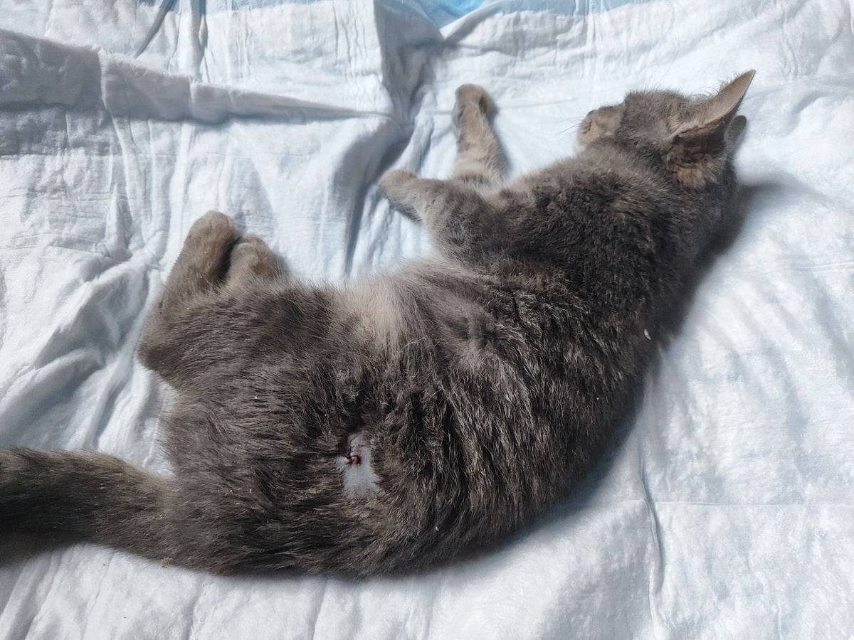 Муся после стерилизации...