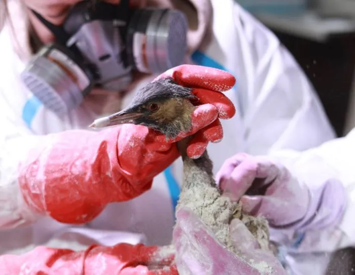 Волонтеры отмывают птиц по рекомендациям ветеринаров. Фото: Nasa Loseva (Terekhova)