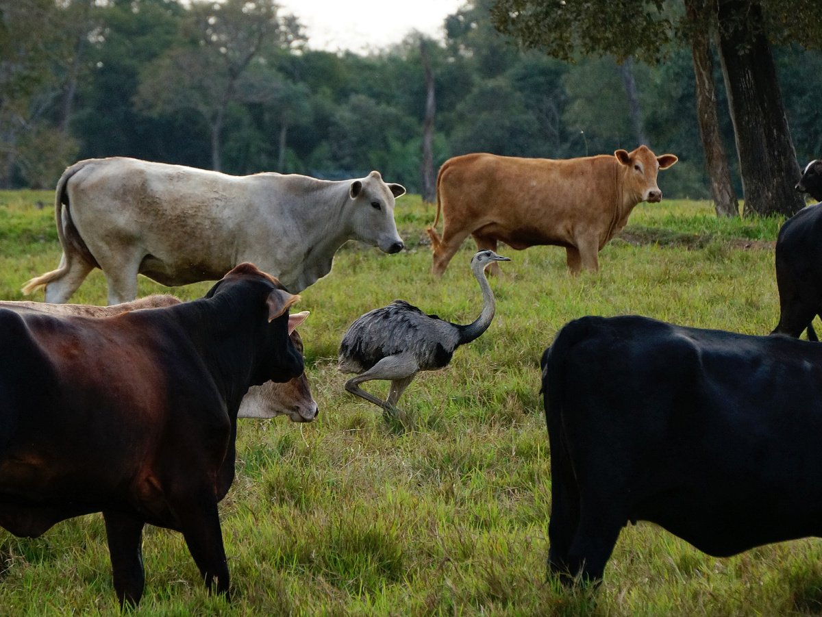 Автор фото: Юлия Кожевникова. Нанду подражает поведению коров. Пантанал, Бразилия