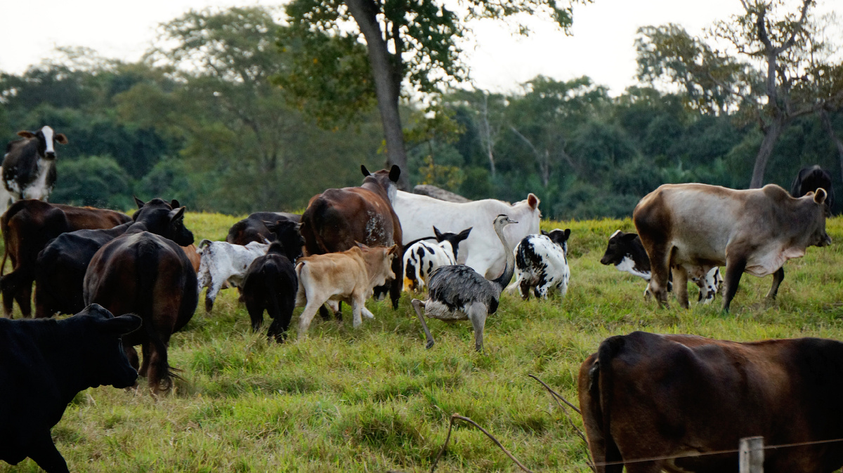 Автор фото: Юлия Кожевникова. Нанду подражает поведению коров. Пантанал, Бразилия