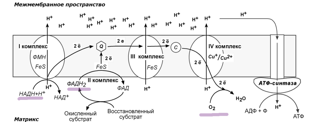 Медь в цикле переноса электронов (дыхательная цепь) митохондрий