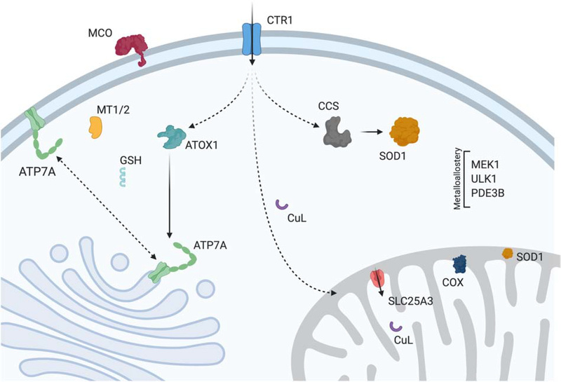 Cu проникает в клетку, Голджи и митохондрию