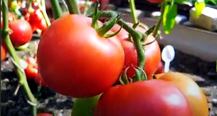 СПИСОК НЕДОРОГИХ ТОМАТОВ. ВЫБИРАЕМ СЕМЕНА НА 2025 год