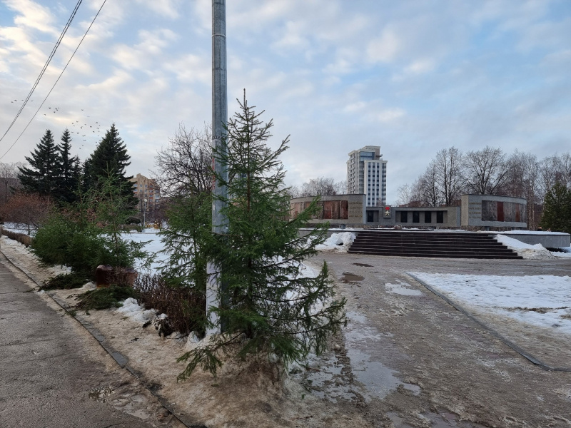    Елочные базары Петрозаводска: что, где, почемИрина Яковлева