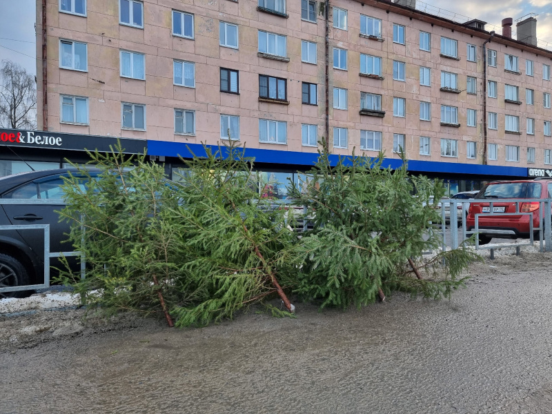    Елочные базары Петрозаводска: что, где, почемИрина Яковлева