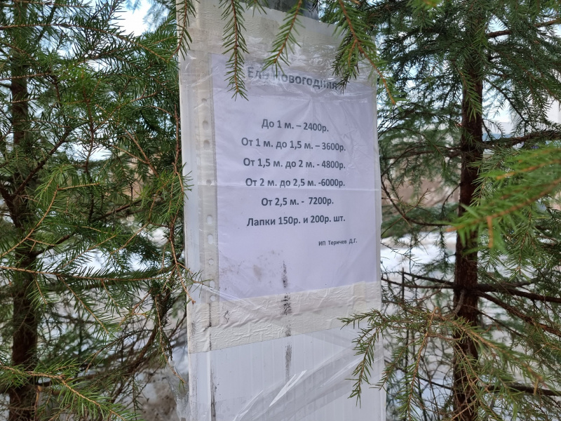    Елочные базары Петрозаводска: что, где, почемИрина Яковлева