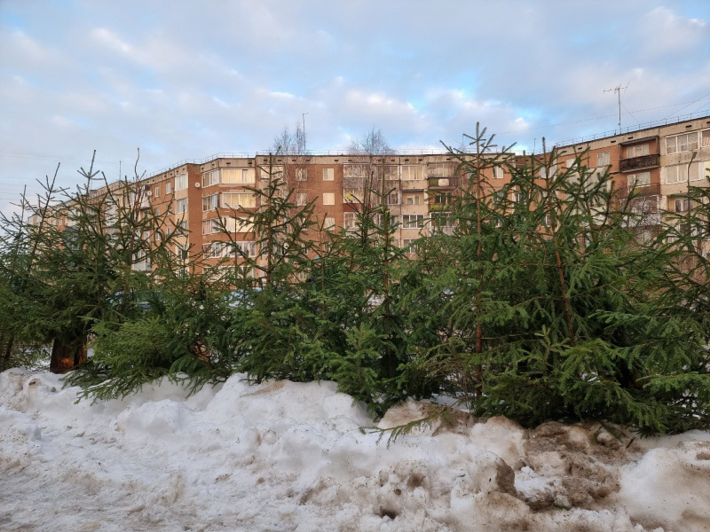    Елочные базары Петрозаводска: что, где, почемИрина Яковлева