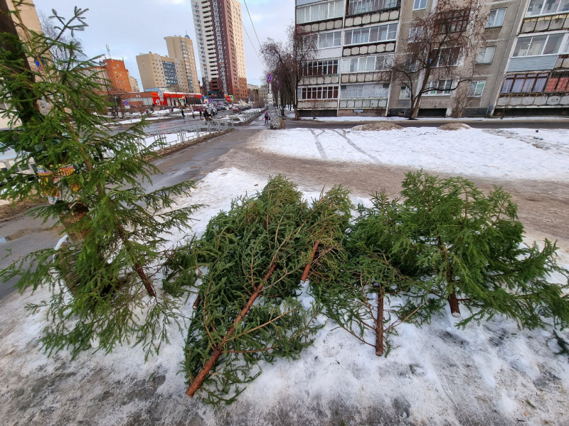    Елочные базары Петрозаводска: что, где, почемИрина Яковлева