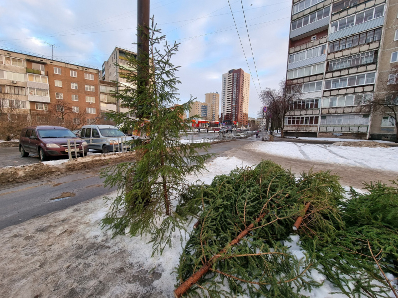    Елочные базары Петрозаводска: что, где, почемИрина Яковлева