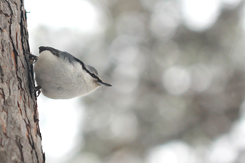 Маленький поползень. Сургут, ноябрь 2019 