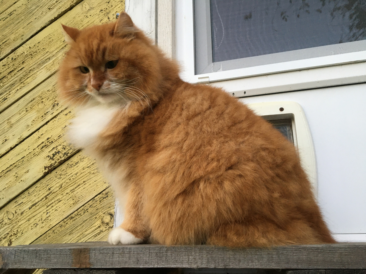 Беша. Фото автора