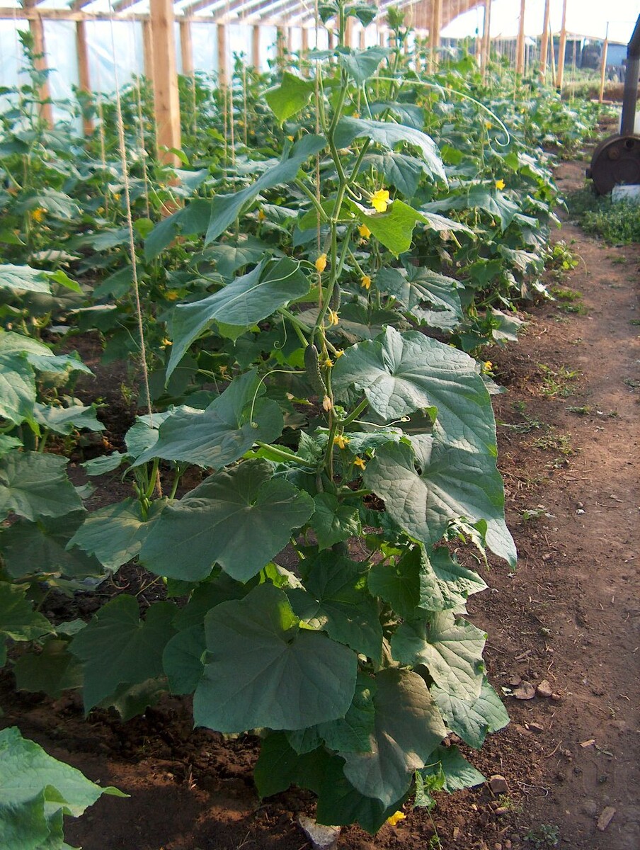 Подвязка обязательна