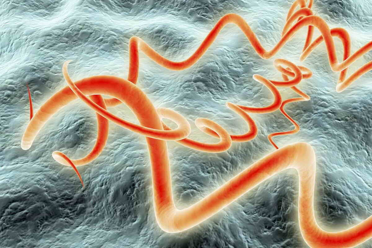 Сифилис и его древние корни