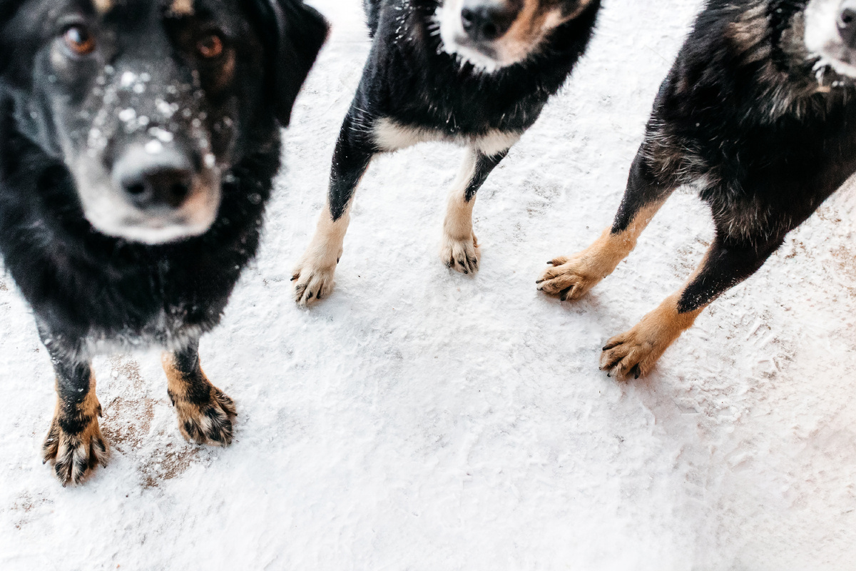 Лапки тех, кто пока что не согрет теплом СВОЕГО ЧЕЛОВЕКА