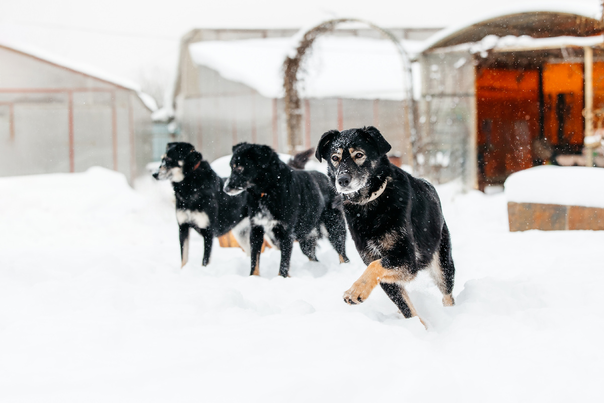 Помните эту фотографию?)