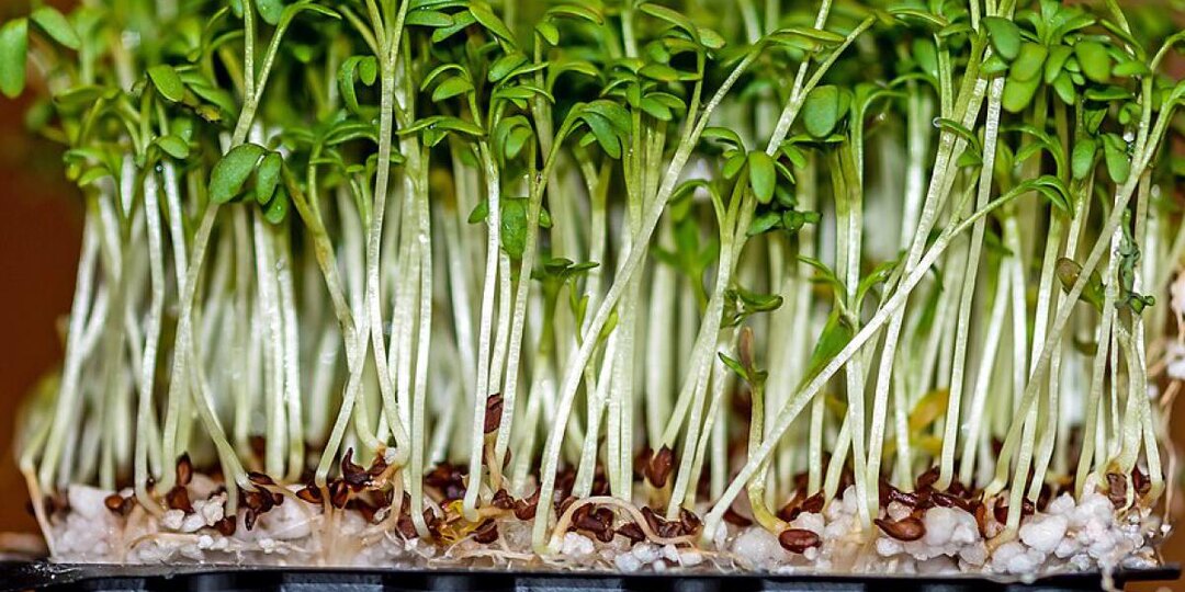 Самый простой способ вырастить микрозелень