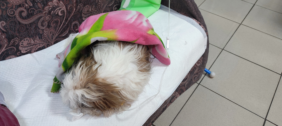 Амир. Ши-тцу.6 мес. Под капельницей