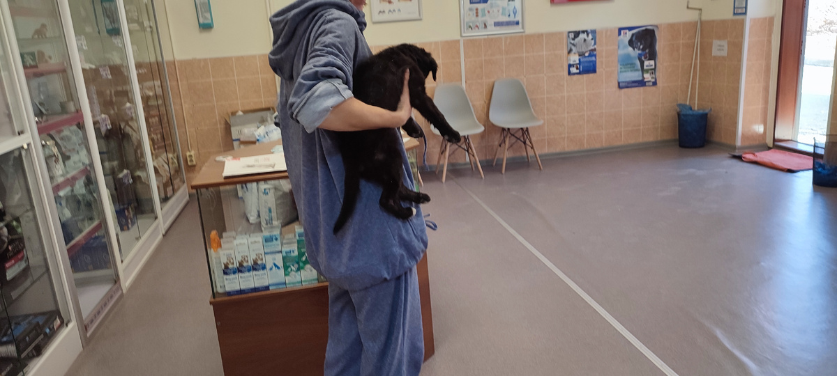 Девочка-врач отдает хозяину щенков с передержки