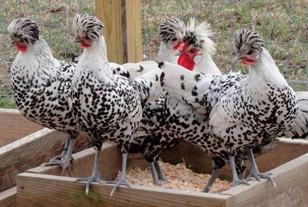 Аппенцеллер порода кур