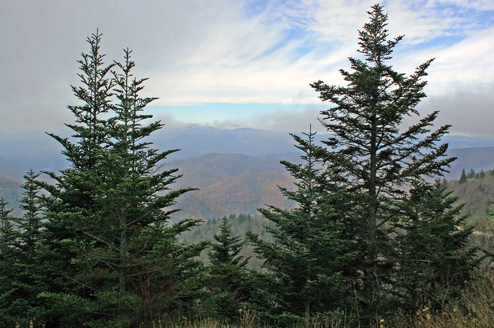    Пихта Фразера Фото: Commons.wikimedia.org