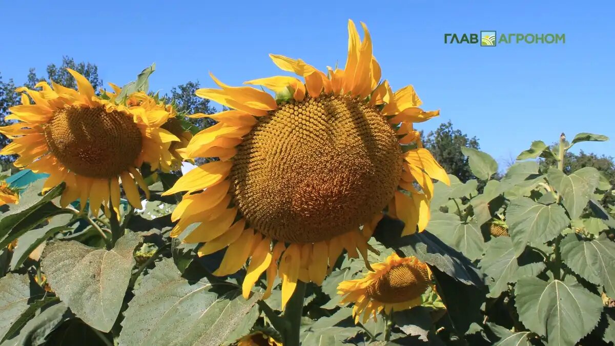 Фото: © Артем Борисов / Glavagronom.ru
Фермеры в США засеяли рекордно малые площади подсолнечником – почти половину от того, что было в предыдущем году