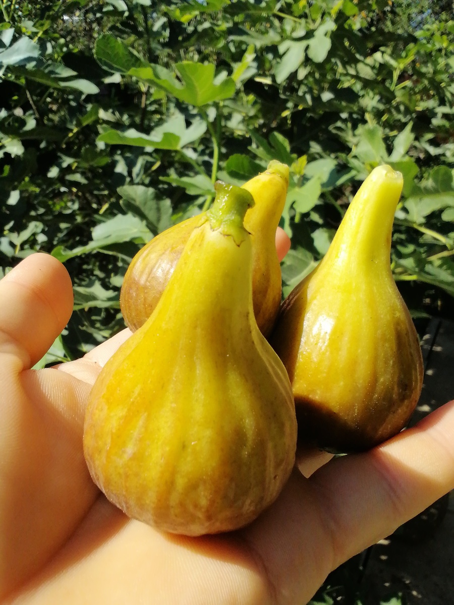 Сорт Брунсвик