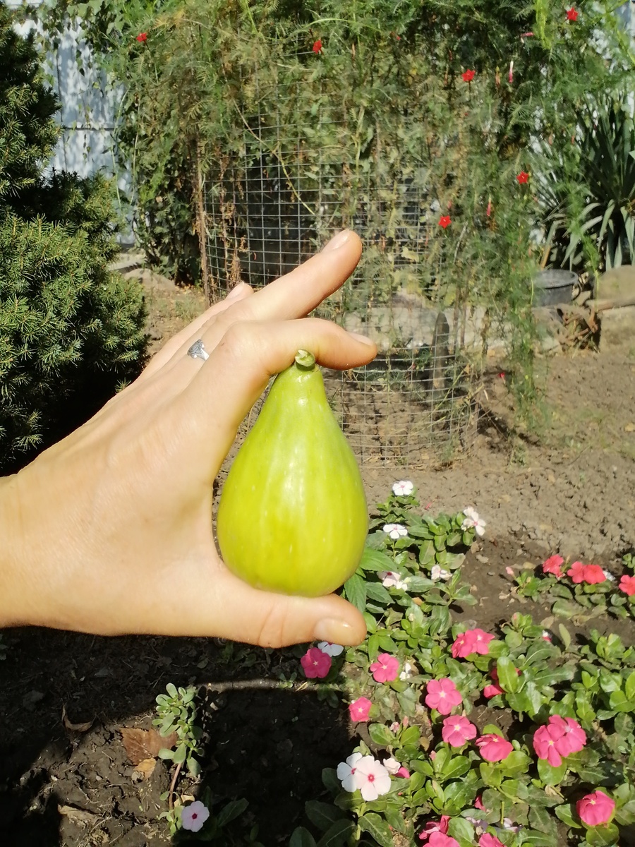 Сорт Далматский