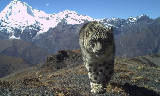 Снежный барс, попавший в объектив автоматической камеры в Бутане.