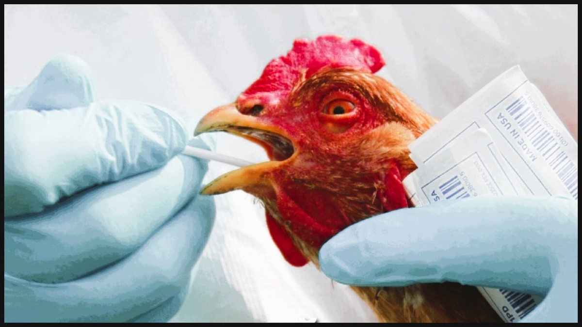 Тест на птичий грипп у кур. Фото: Центр гигиенического образования населения