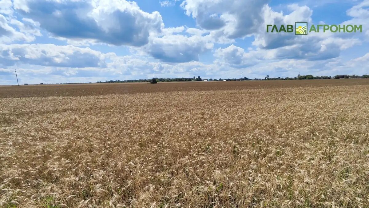 Фото:© Артем Борисов / Glavagronom.ru
В Москве АККОР провел семинар по вопросам расширения фермерства в России