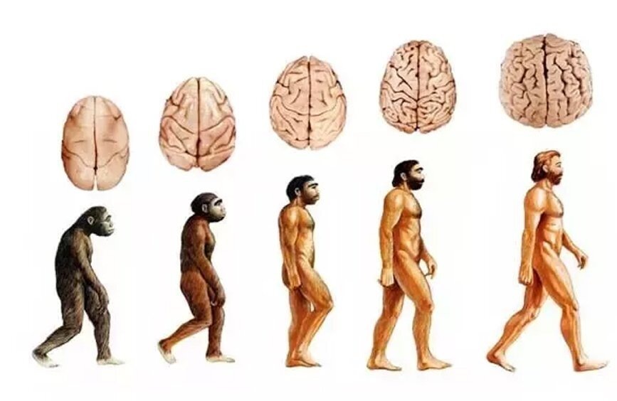 Эволюция мозга