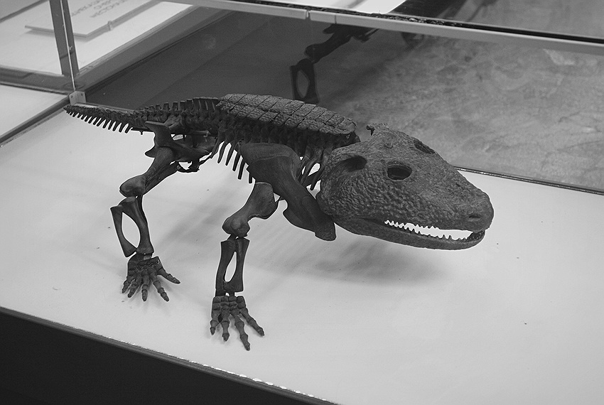 Скелет камакопса.