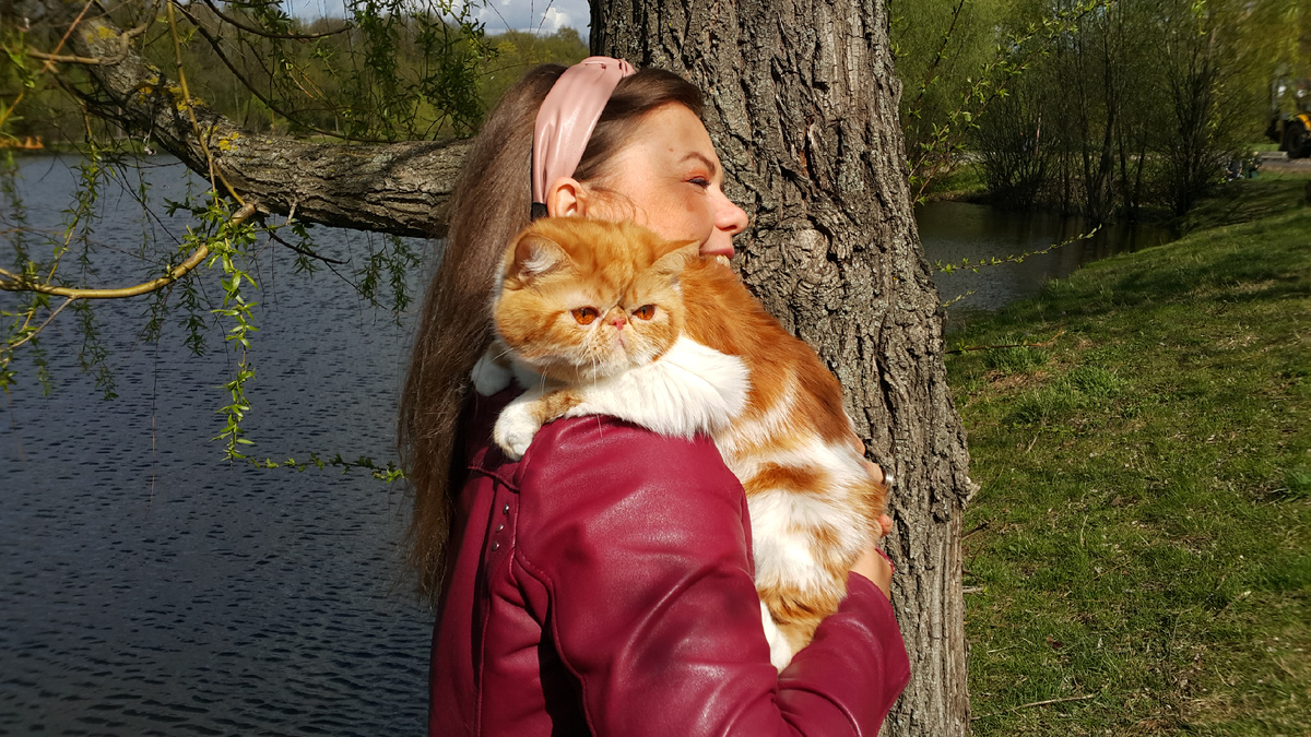 Яркий представитель породы - кошка экзот Афина (фото автора)