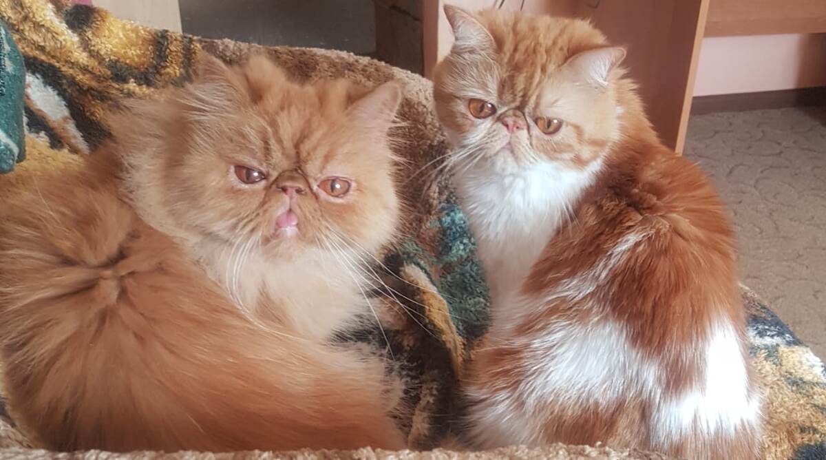 Лучшие подружки - персидская экстремальная Шанель и экзот Афина (фото автора)