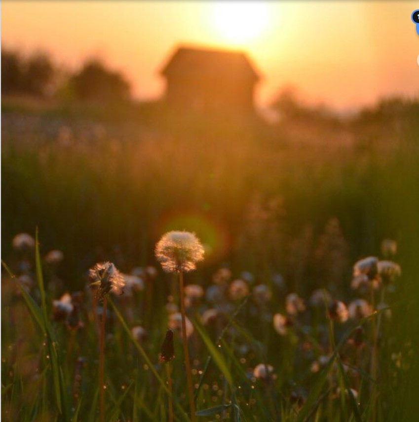 Одуванчиковое лето. Фото Сунгатуллиной Д.