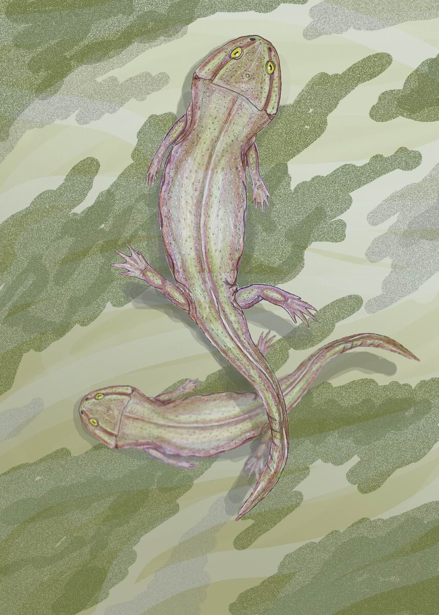 Лепторофия.