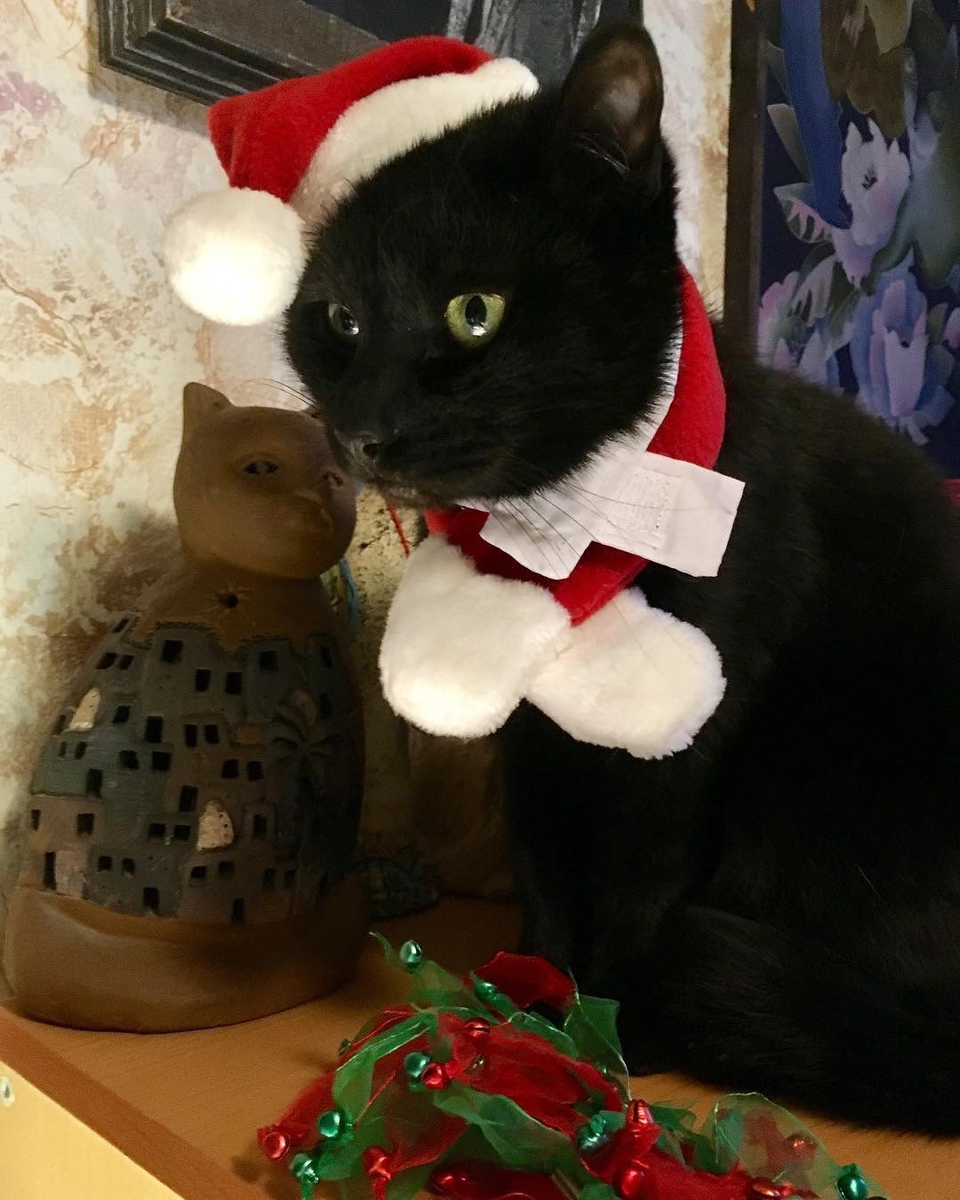 Кот Лютик и его Рождество... / МОСКОВСКИЙ МУЗЕЙ КОШКИ